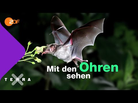 Wie orientieren sich Fledermäuse? | Terra X plus