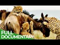 Cheetahs - Africa's Fastest Hunters | Free Documentary Nature