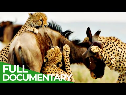 Cheetahs Africa's Fastest Hunters