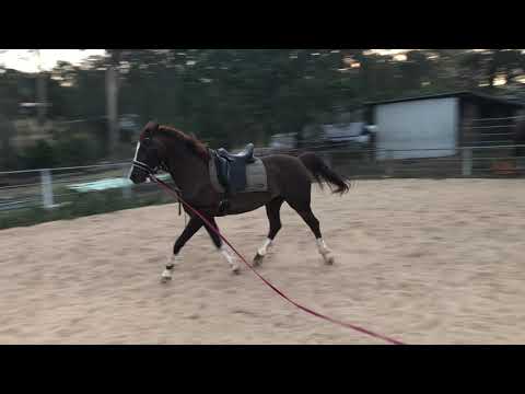 Ashante lunge 03/12/2019