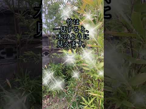 なぜ堆肥に灰を入れるのですか？潜在的な利点とリスク  庭園