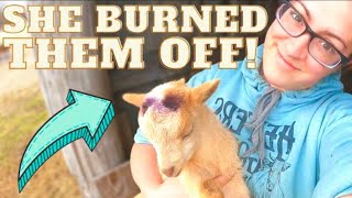 How I Became Okay With Disbudding/ Dehorning Goat Kids