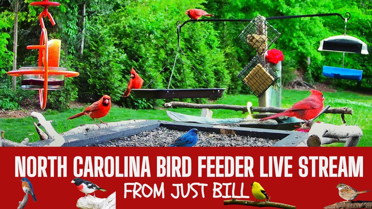 North Carolina Bird Feeder 24/7 Live Stream, Southeast USA FeederWatch ~56 species Identified