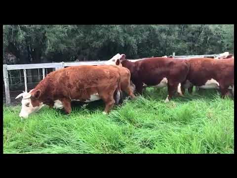 Lote 10 Vaquillonas Vacas Preñadas HEREFORD 667kg - , Cerro Largo