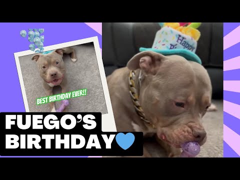 It’s a BLUE BULLY’s Birthday! Enjoy FUEGO’s Bday with the fam ????????????