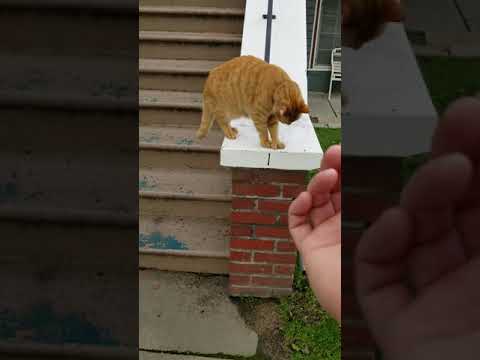 Polydactyl cat catches treat with paws