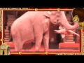 Видео Цирк огромных зверей в Сокольниках 