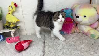 フォールデックスの動画01