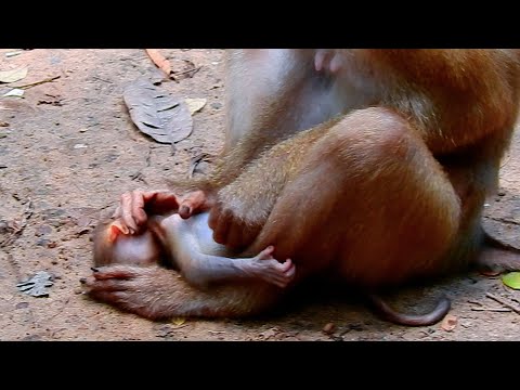 Near head trauma baby monkey