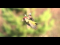 Weasel Rides Woodpecker Bird - Best Memes.