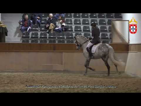 220128 19 Marquês da Caniceira - Aprovação de Garanhões