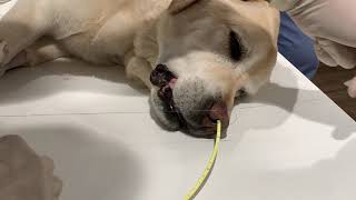 How to place a nasogastric feeding tube in a dog!