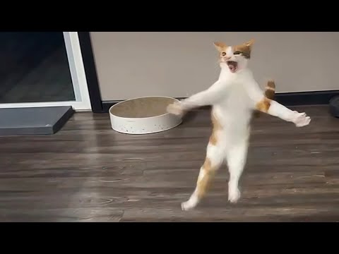 Cats Are Just Weird