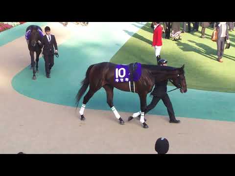 The 13 contenders for the GI 2018 Tenno Sho Autumn in the parade ring