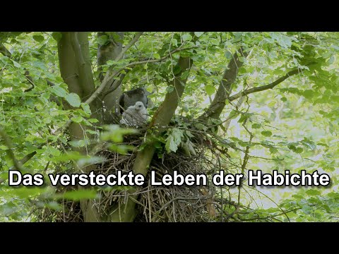 Das versteckte Leben der Habichte