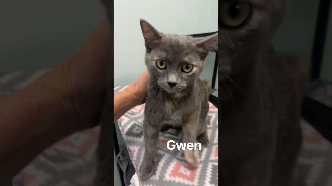 Enlarge Gwen, a Adoptable Domestic Short Hair in Mobile, AL video 2/2