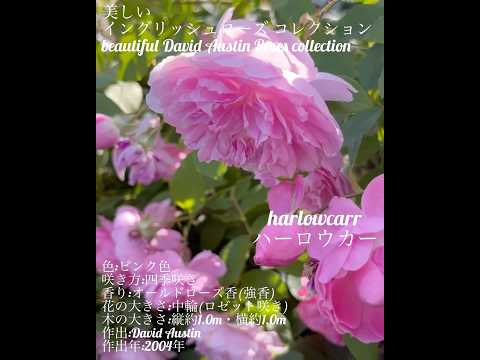 イングリッシュローズ「ヘリテージ」 植物