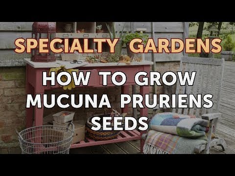 How to Extract Fragrances From Plants