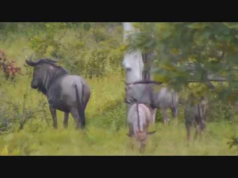 Wildebeest with 3 calves at Djuma, could it be Bryan Jan 17, 2015