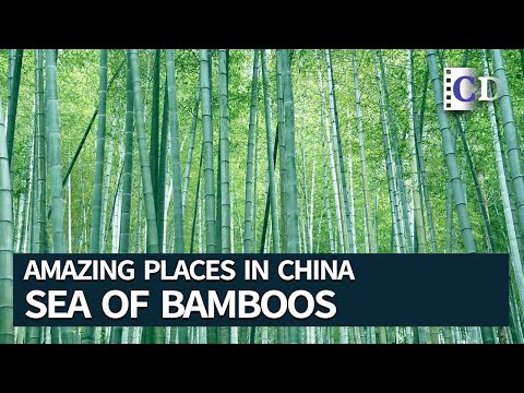 The Bamboo Sea in Southern Sichuan | Amazing Places in China