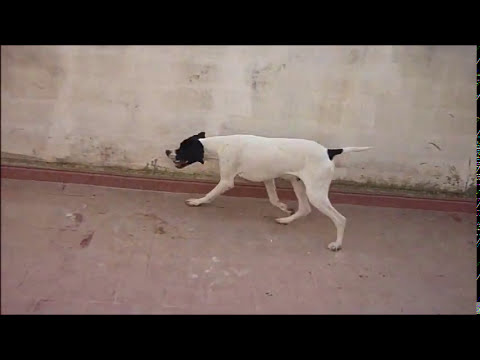 Pointer anglais JIM fils de CUPIDON DU MAS DU ZOUAVE