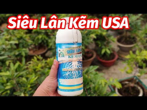 Siêu Lân Kẽm USA, dưỡng rể mai vàng, chăm sóc mai vàng 0902074660