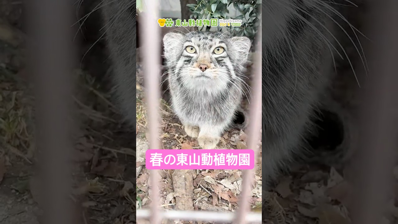 【東山動植物園公式】春の東山動植物園《 カバ ニシゴリラ アミメキリン アジアゾウ マヌルネコ マルミタピオカガエル ライオン スマトラトラ ニホンイシガメ 》#shorts #春