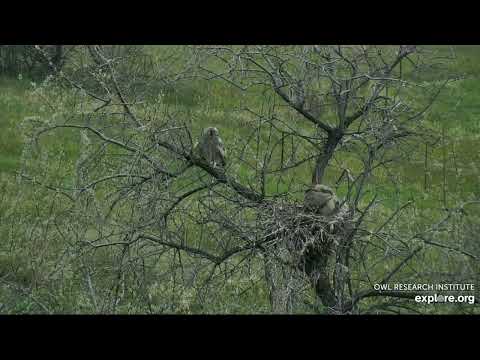 Long-eared Owl @Roger's Place - 5/25/2022 - #1 Owl Fledgling 4th Adventure