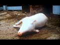Smokehouse And Wilbur Were Faint