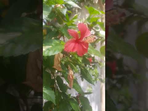 Single layer red hibiscus flower plant in the garden.
