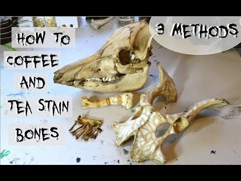 How to Coffee & Tea Stain Bones | 3 Methods