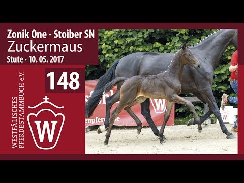 148 Zuckermaus  Stute v.  Zonik One  Stoiber SN