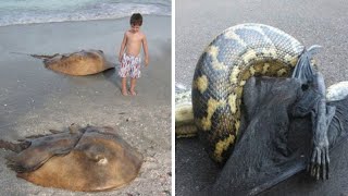 10 Motivi per cui l'Australia è il Paese più Pericoloso al Mondo