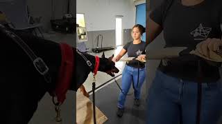 Video preview image #4 Doberman Pinscher Puppy For Sale in FORT LAUDERDALE, FL, USA