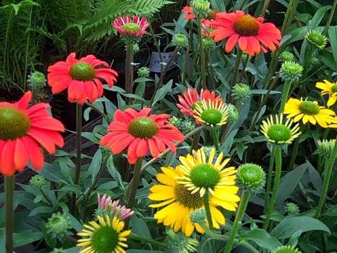 5-30-19 Willoway Dock Video