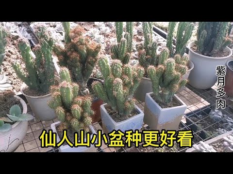 山影拳