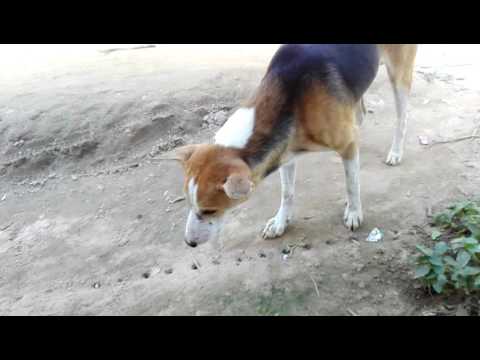 While crackers gonna eaten by dog