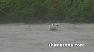 台風の中、ソリハシセイタカシギ、ハリオシギ、クロハラアジサシ(動画あり)