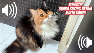 Download lagu ASMR! SUARA KUCING BETINA BIRAHI INI BAKAL BIKIN KUCINGMU BINGUNG - SUARA PIKAT KUCING mp3 Download lagu ASMR! SUARA KUCING BETINA BIRAHI INI BAKAL BIKIN KUCINGMU BINGUNG - SUARA PIKAT KUCING mp3