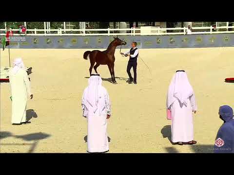 N.202 DURYAB AL HAWAJER - UAE National Championship 2020 - Yearling Colts (Class 7B).mp4