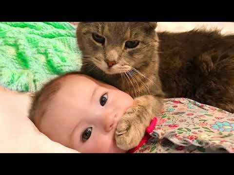 на Сумщине уличный кот убил ребёнка
