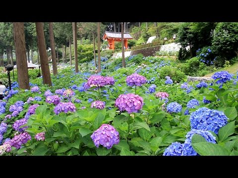 旅の星 Tabinohoshi 「三室戸寺あじさいと萬福寺」 Uji, Japan vol.14