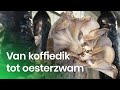 Hoe kweek je oesterzwammen op koffiedik? | Topnieuw