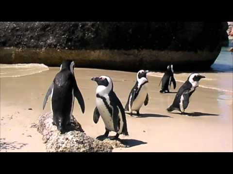 Jack Ass Penguins.mov