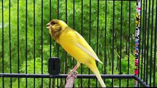 Download lagu Melodi Manis Ini Akan Membuat Burung Kenari Anda Terpesona! mp3