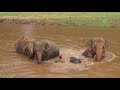 Amazing elephant friendship with human - ElephantNews