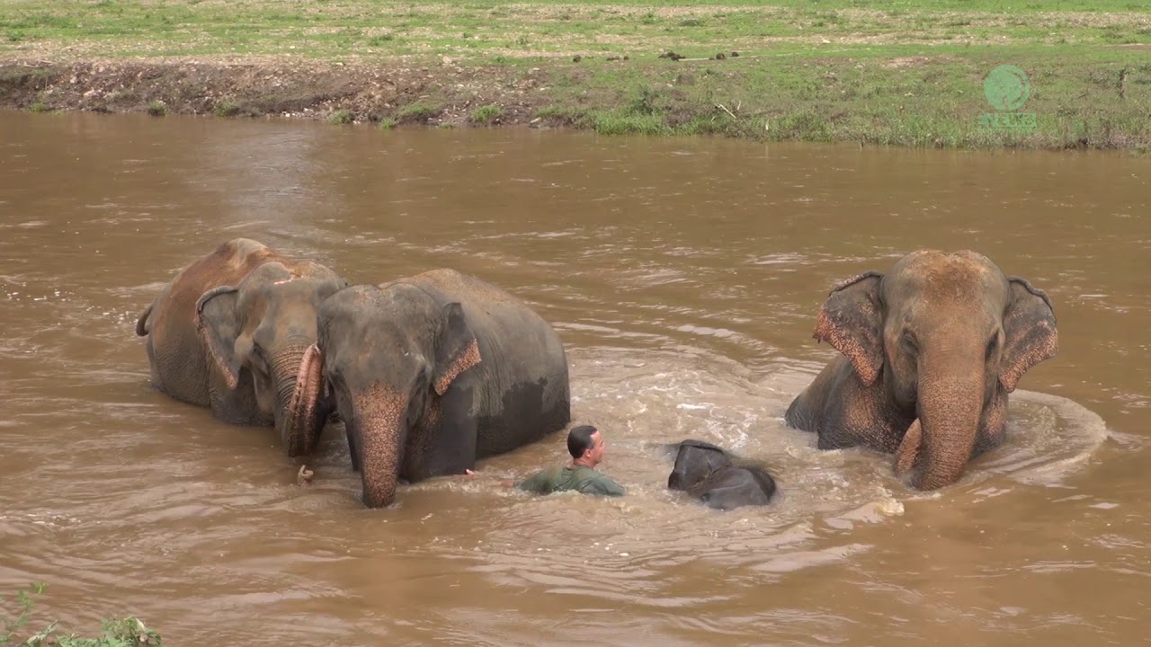 Amazing elephant friendship with human - ElephantNews