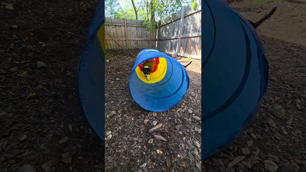 Enlarge Bosco, a Adoptable mixed breed in Mundelein, IL video 6/6