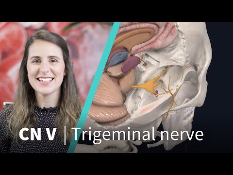 Anatomy Dissected: Cranial Nerve V (trigeminal nerve)