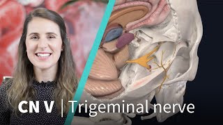 Anatomy Dissected: Cranial Nerve V (trigeminal ner